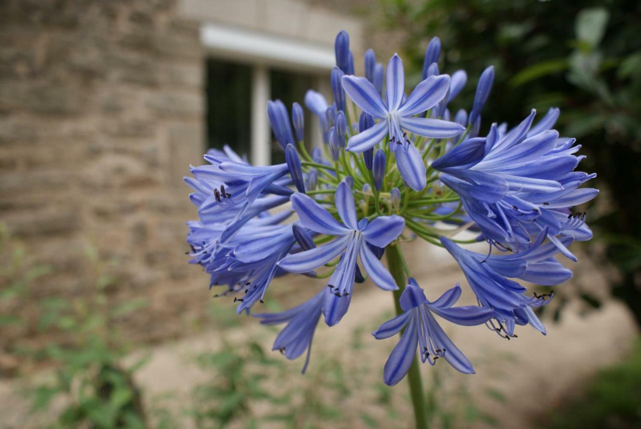 Aux Agapanthes Bed & Breakfast Pluherlin ภายนอก รูปภาพ